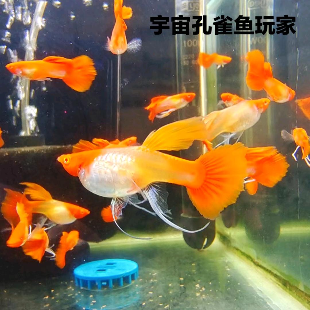 宇宙孔雀鱼玩家