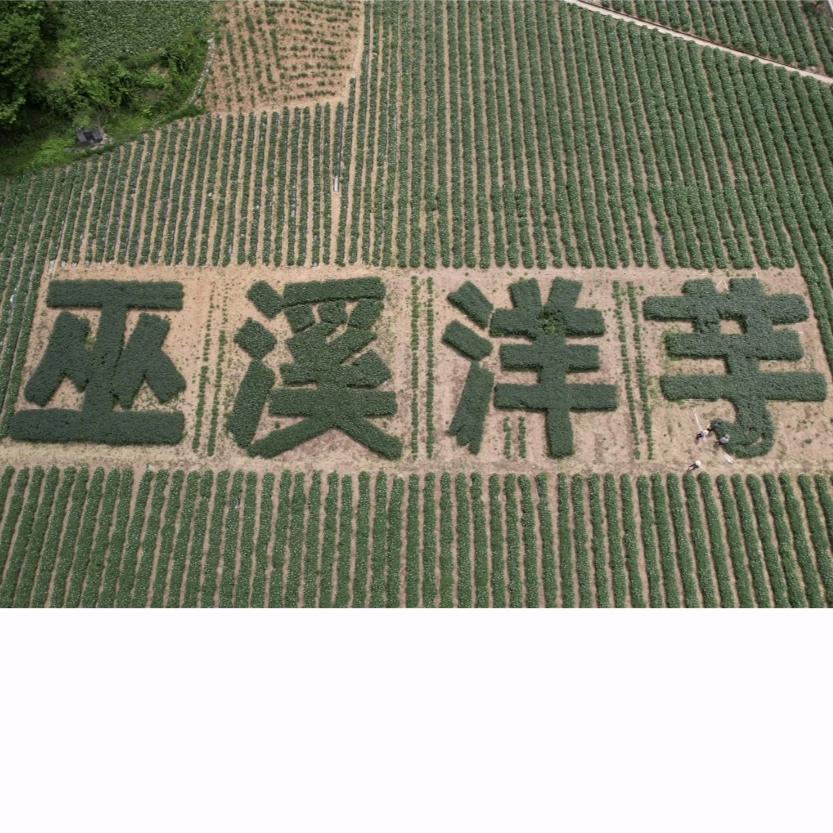 巫溪洋芋村支书