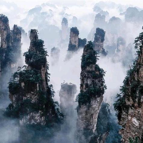 树哥