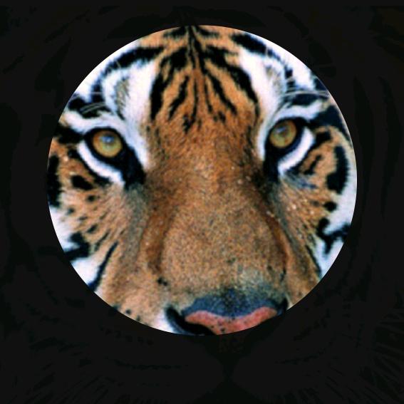 （弓长）🍓（軍）🍓就是玩爱谁谁