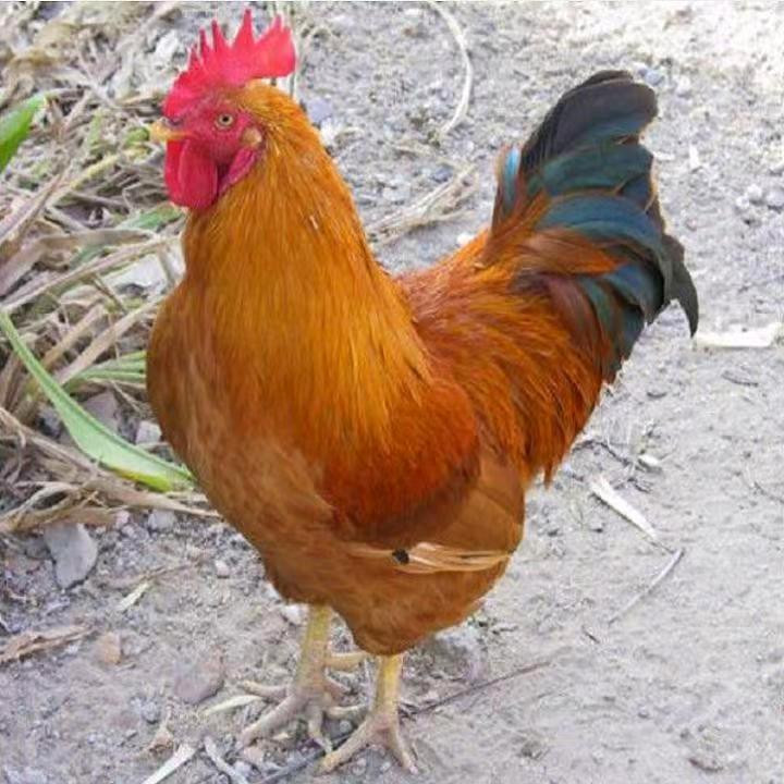 华瑶生鲜农货