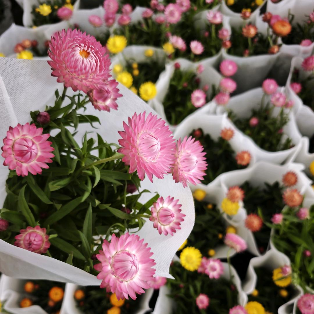 花卉批发仓