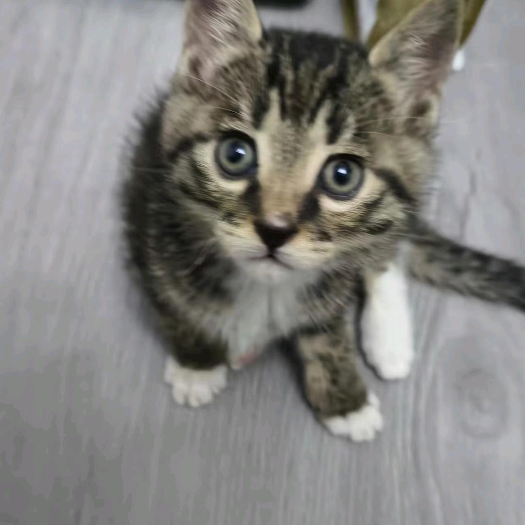 小柒（三角洲行动）