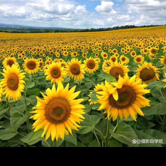太阳花🌻