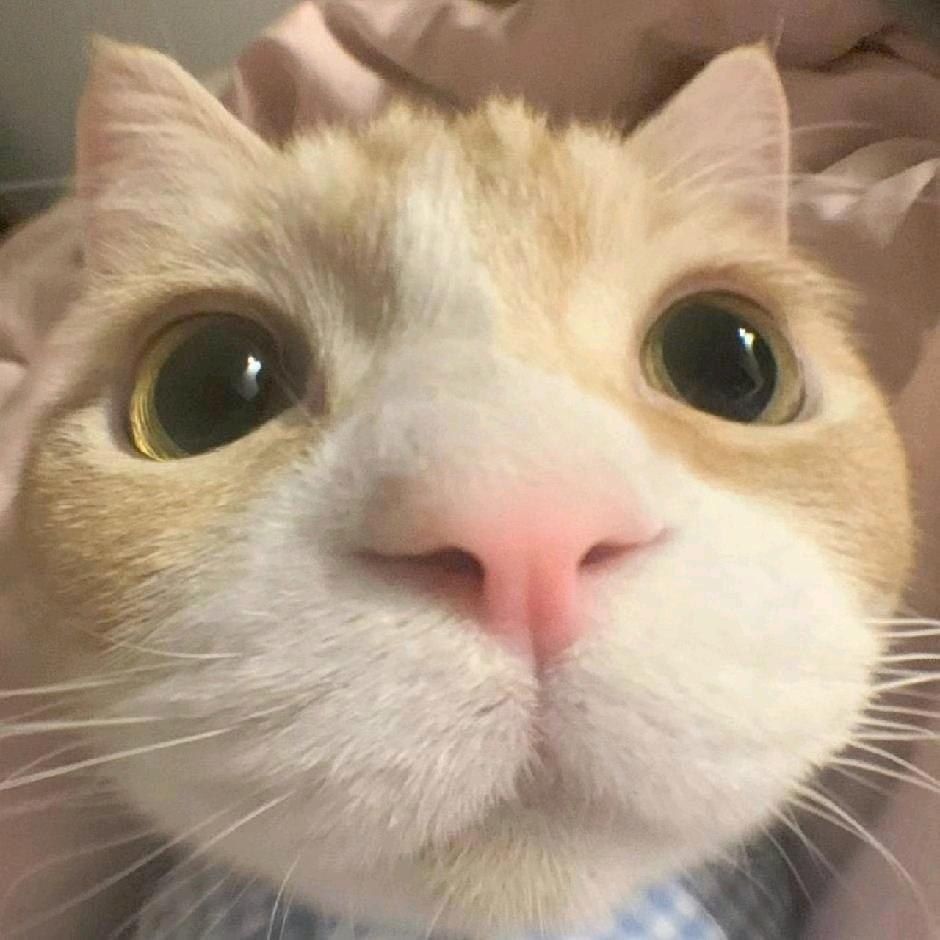 悲伤情小猫