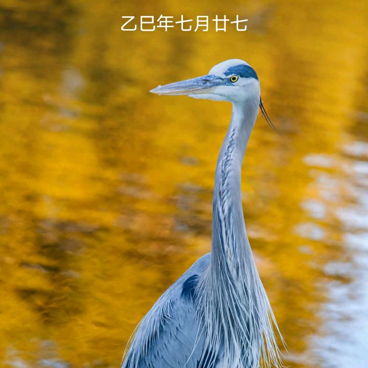 海马