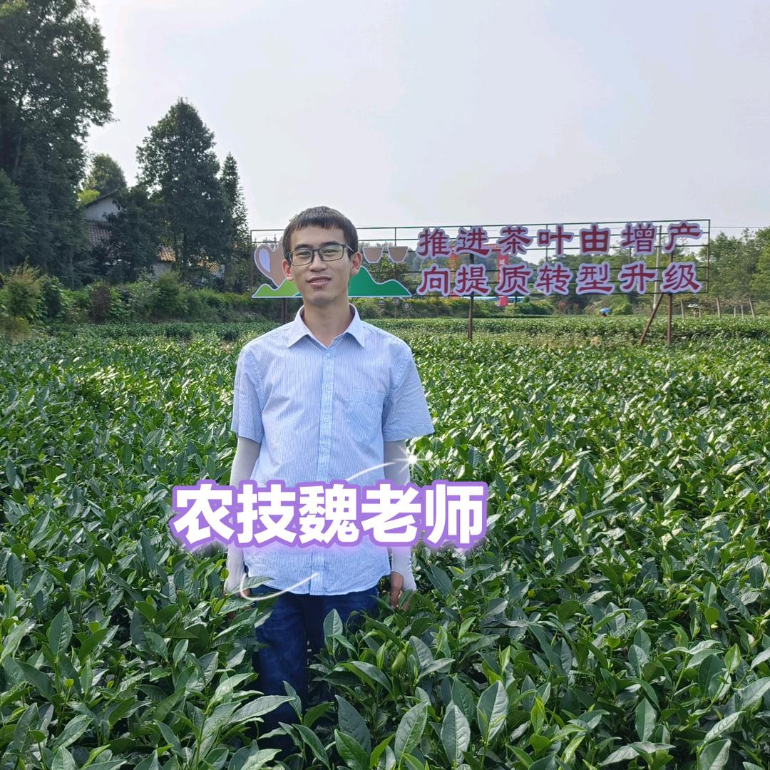 小魏聊茶叶