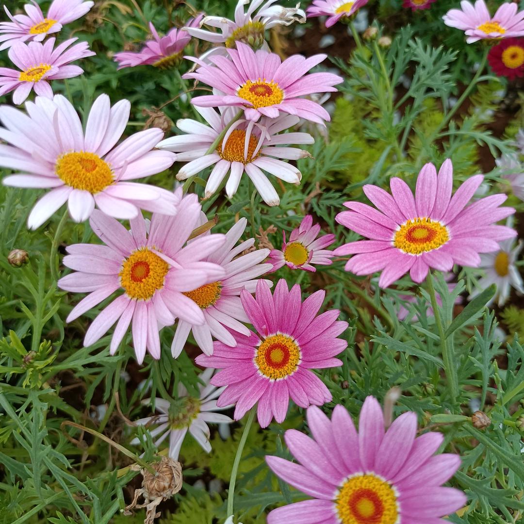 随遇而安（拒绝私聊）（拒绝连赞）