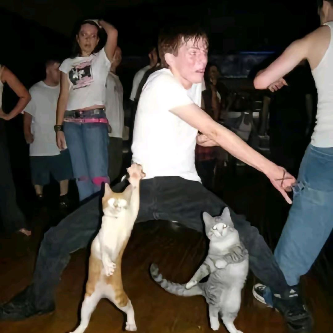 每只猫都有粮吃🧐
