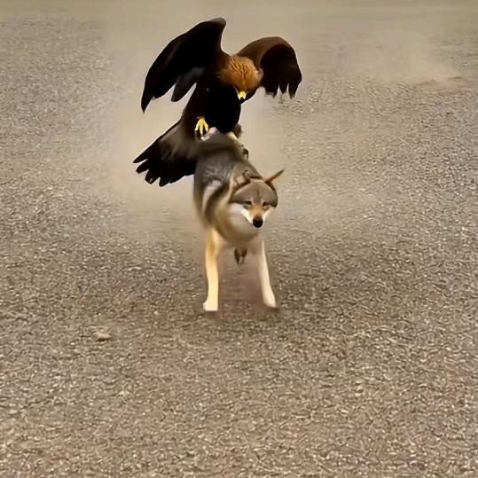 壹兮翁