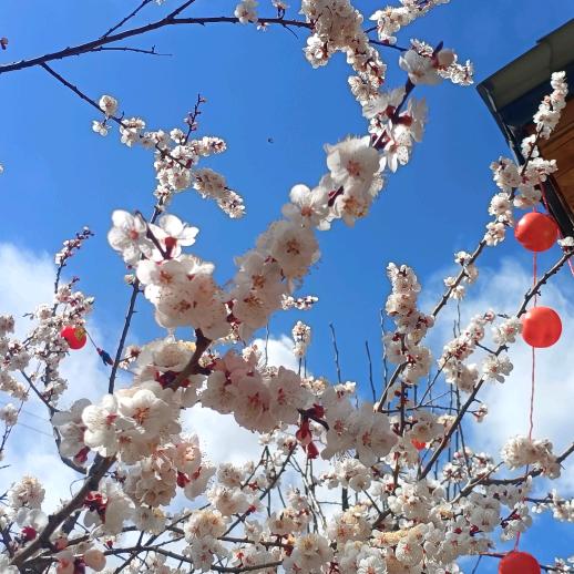 小朱流动囊坑烤全羊