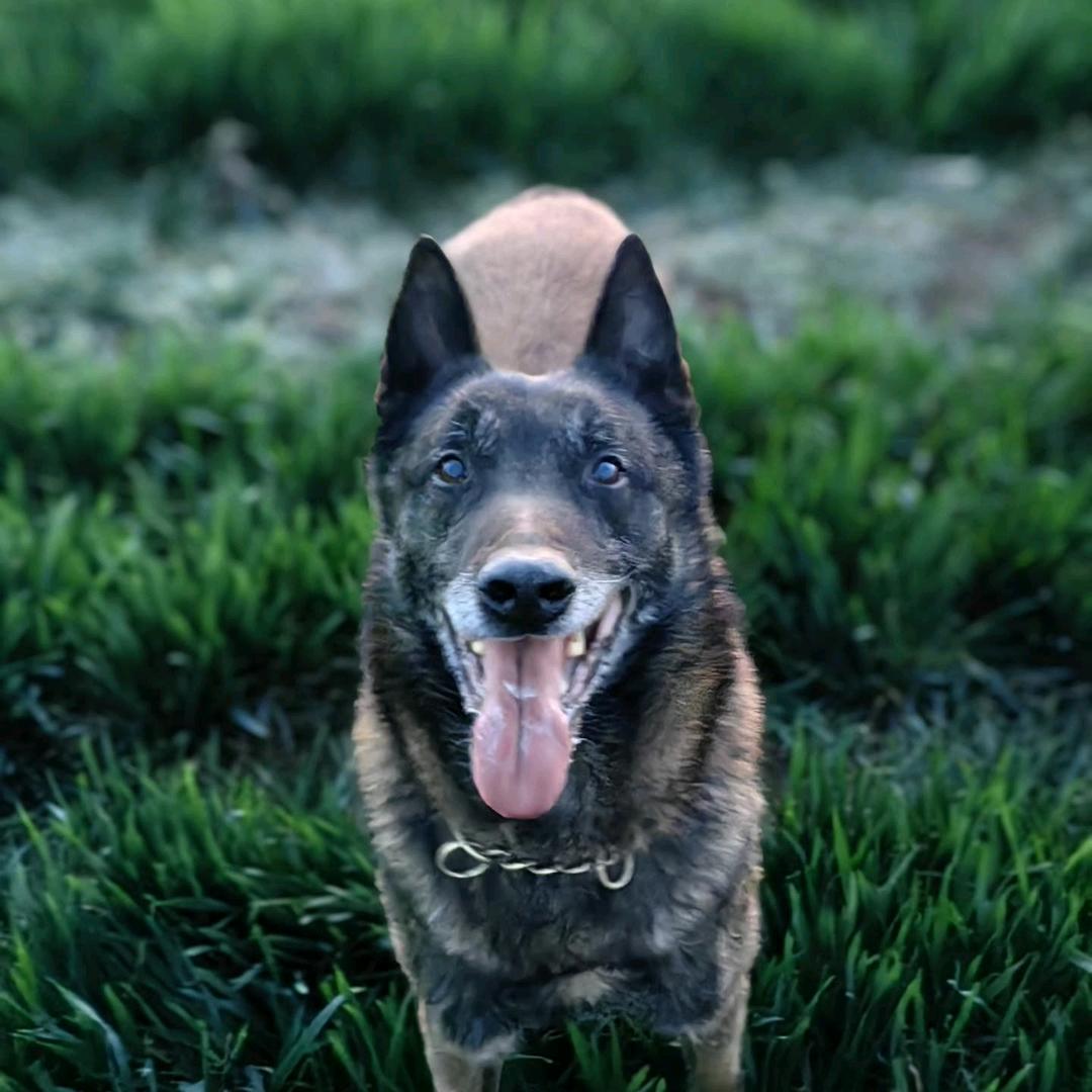 壹号犬舍