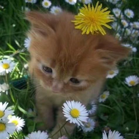 clover^