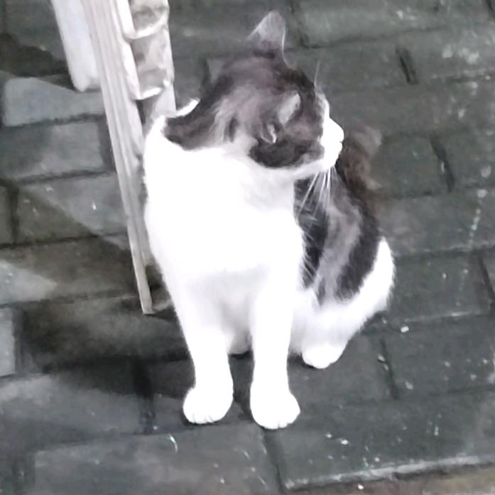 顶天立地花大王