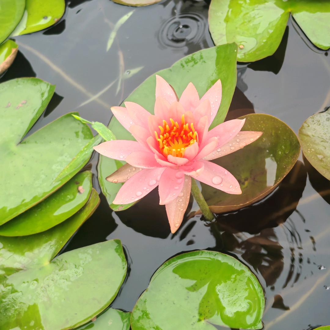 🌈如果爱心画在起雾的窗