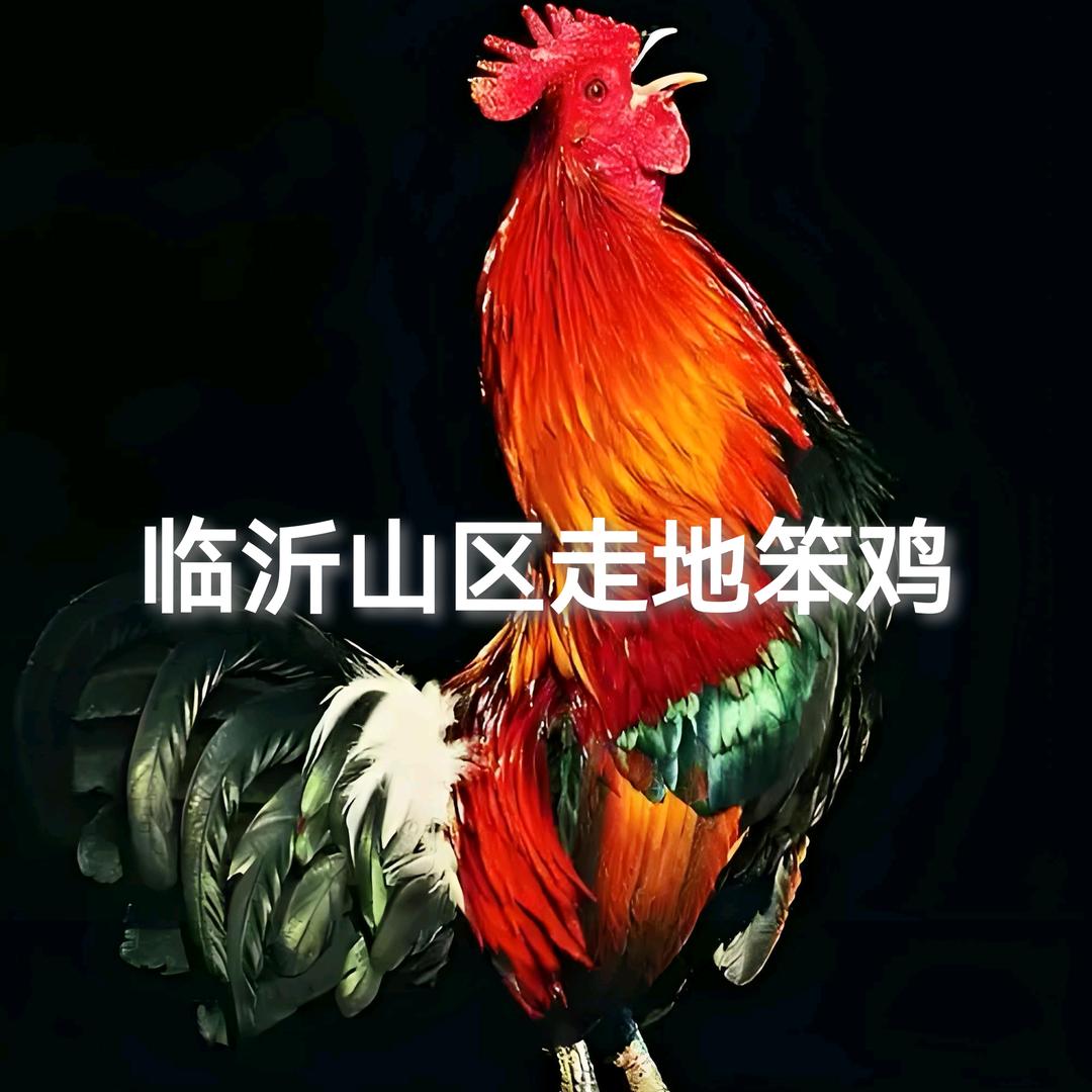 临沂山区走地笨鸡