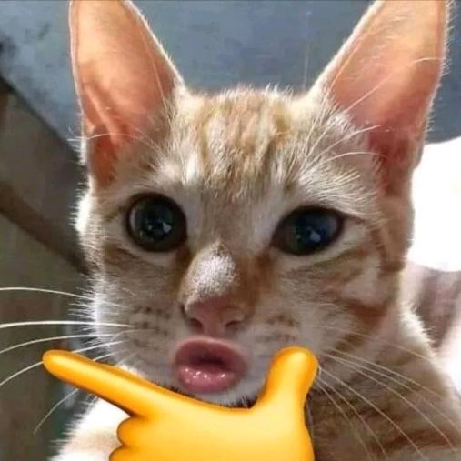 不爱说话的Kitty