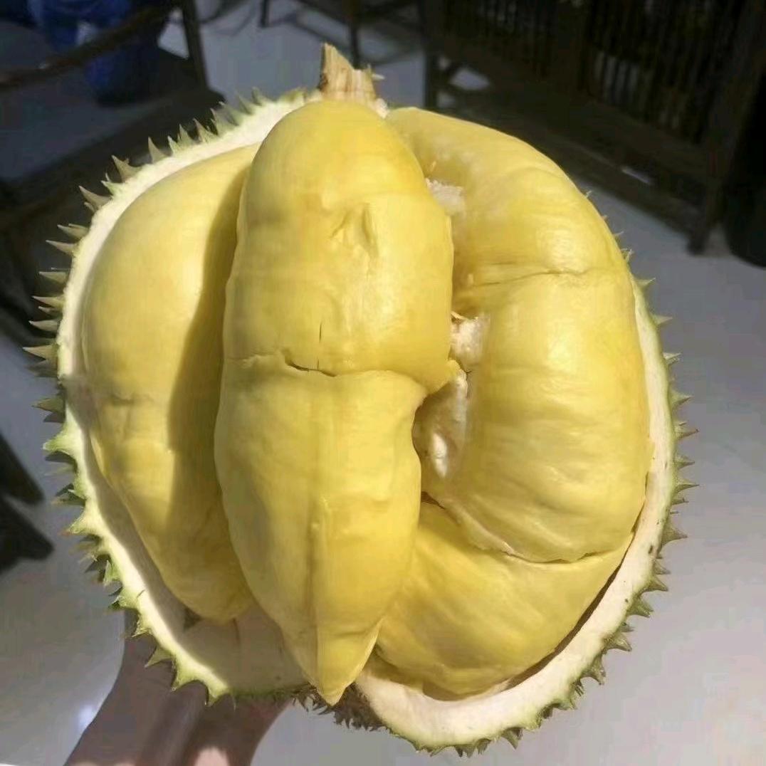 高品质榴莲，批发零售