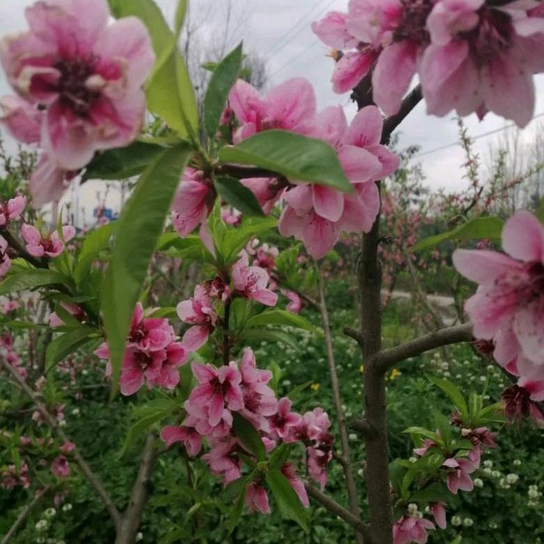 李桂琼