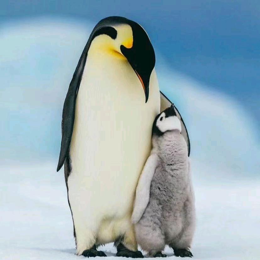 南极企鹅