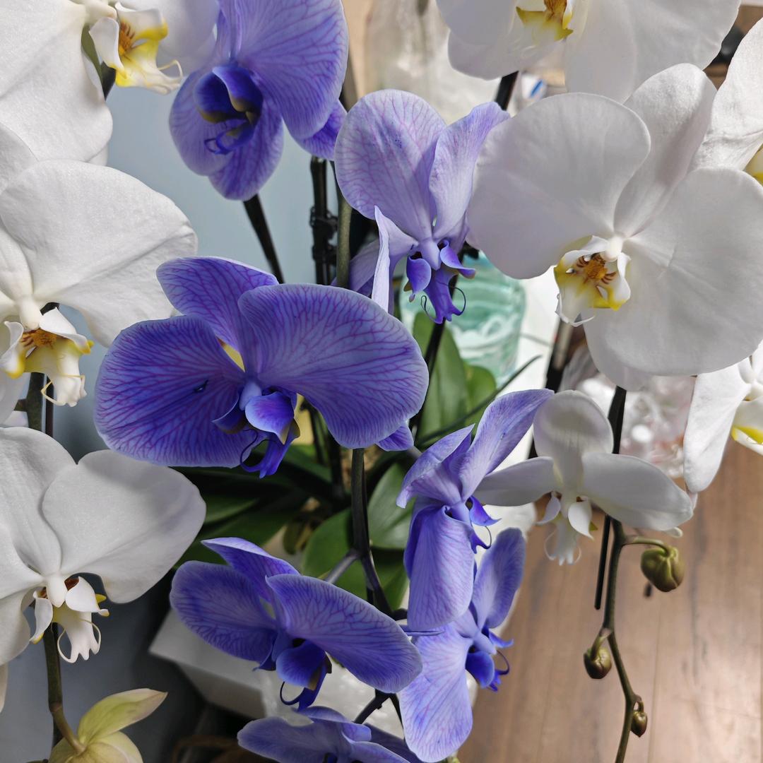 王麻子沙石水泥砖