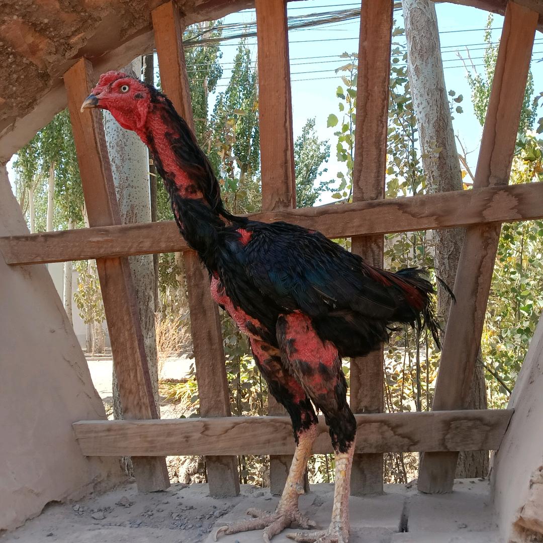 黑金斗鸡🐓ღ🍒库尔班江꧔ꦿ⁵²º