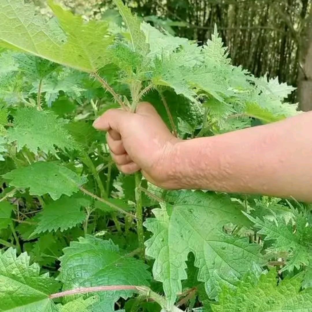 活麻