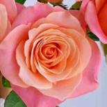 喜欢花的养花人