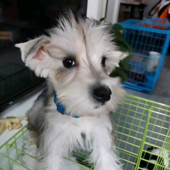 我家有个雪纳瑞