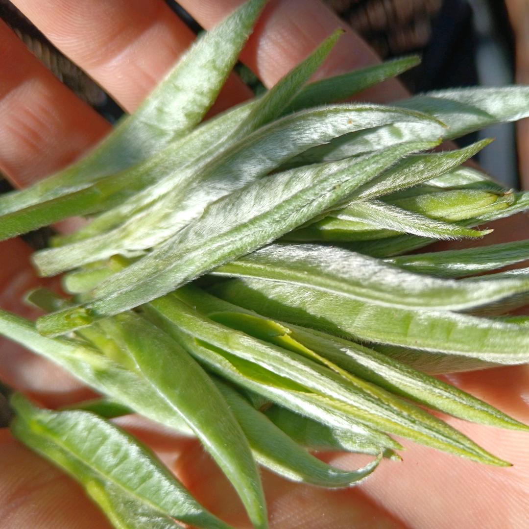 茶山小罗罗