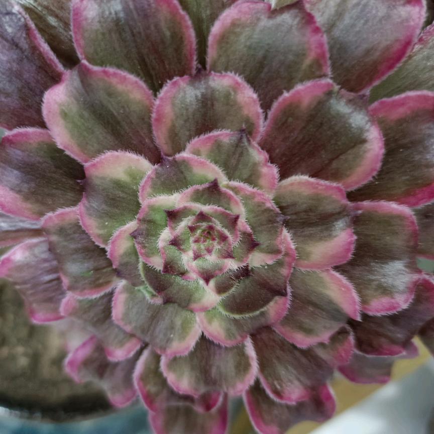 天天开心😄