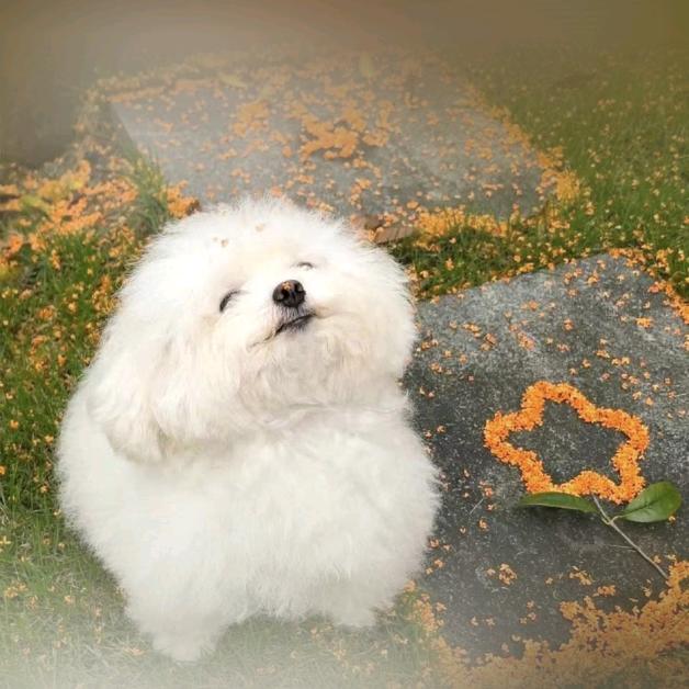 独属于我的那一束玫瑰