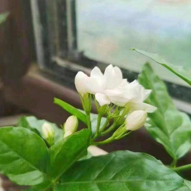 横州飞天茉莉