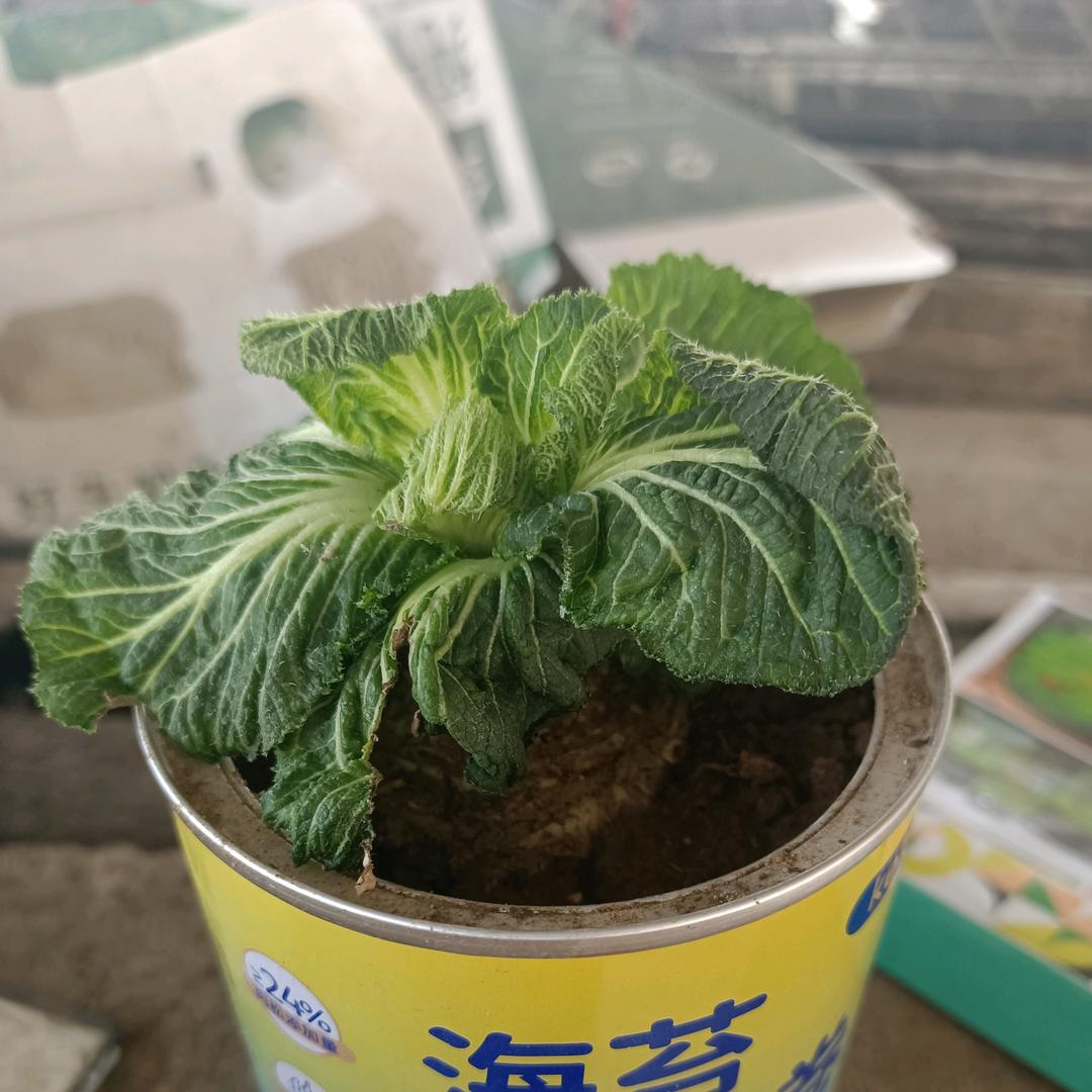 暴躁哥2头像