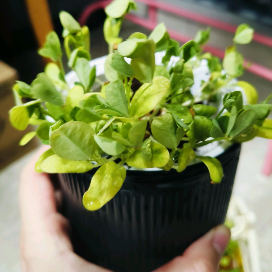 抖音爸爸中福袋