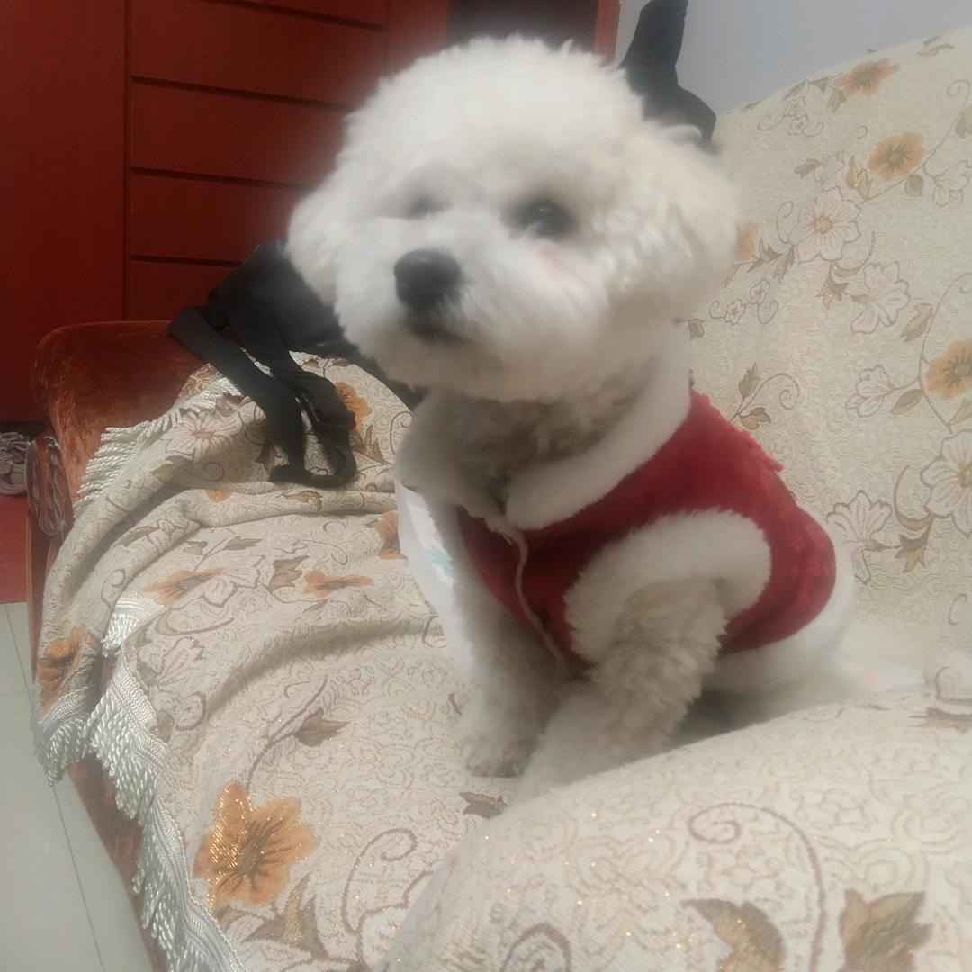 毛毛小可爱