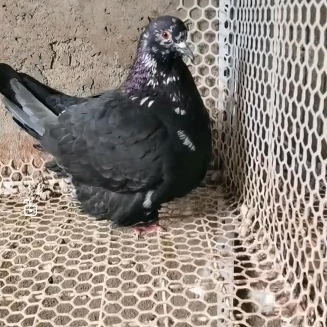 我姓范喝屋按换