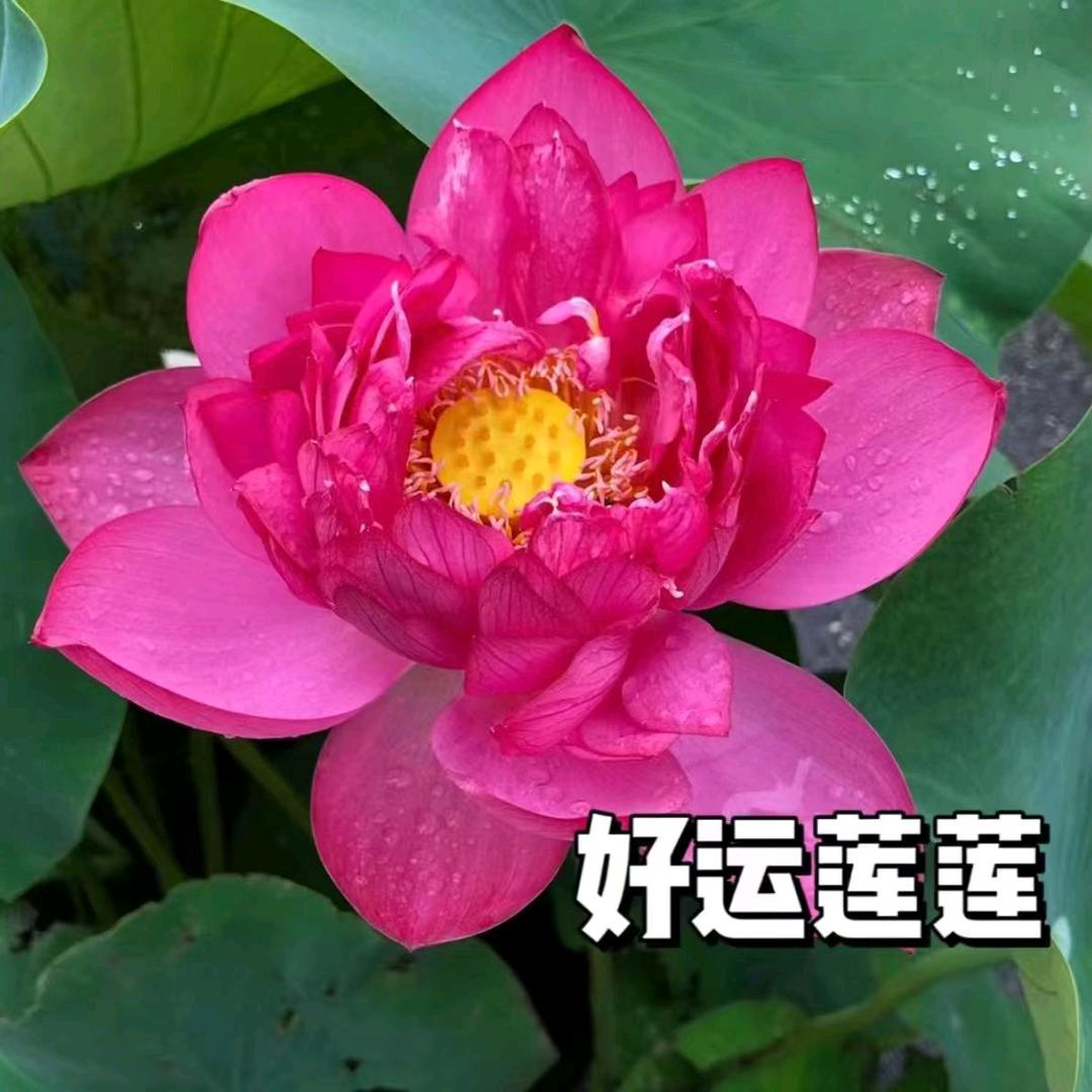 芳