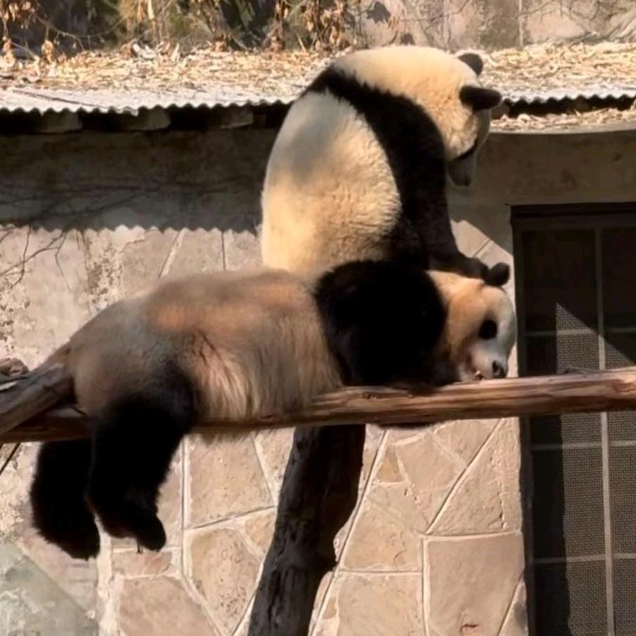 熊猫翻滚