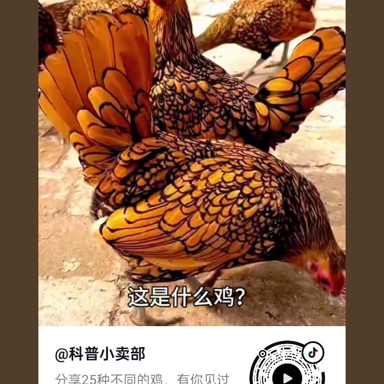 追风小贱人，哈