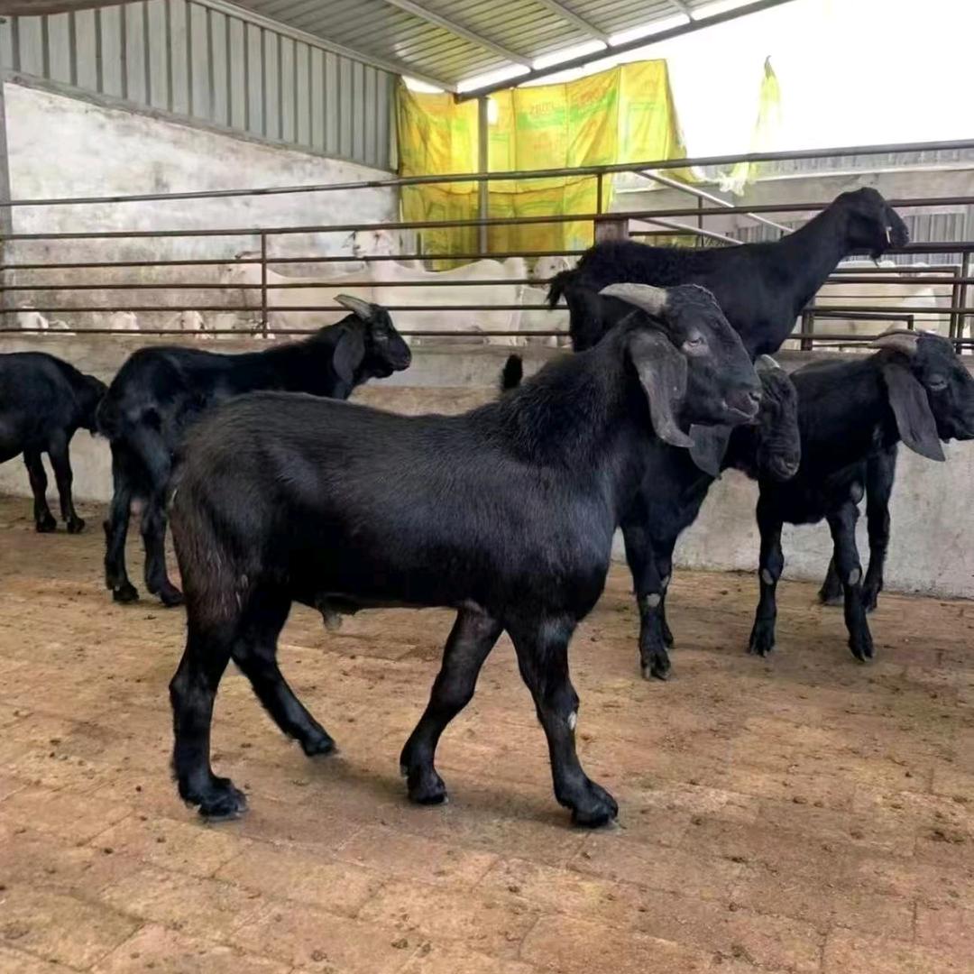 头胎二胎怀孕努比亚黑山羊