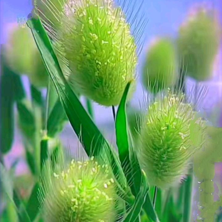 仙人掌