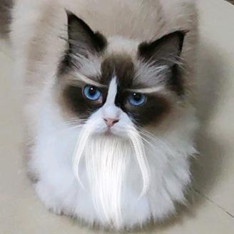 白胡子猫