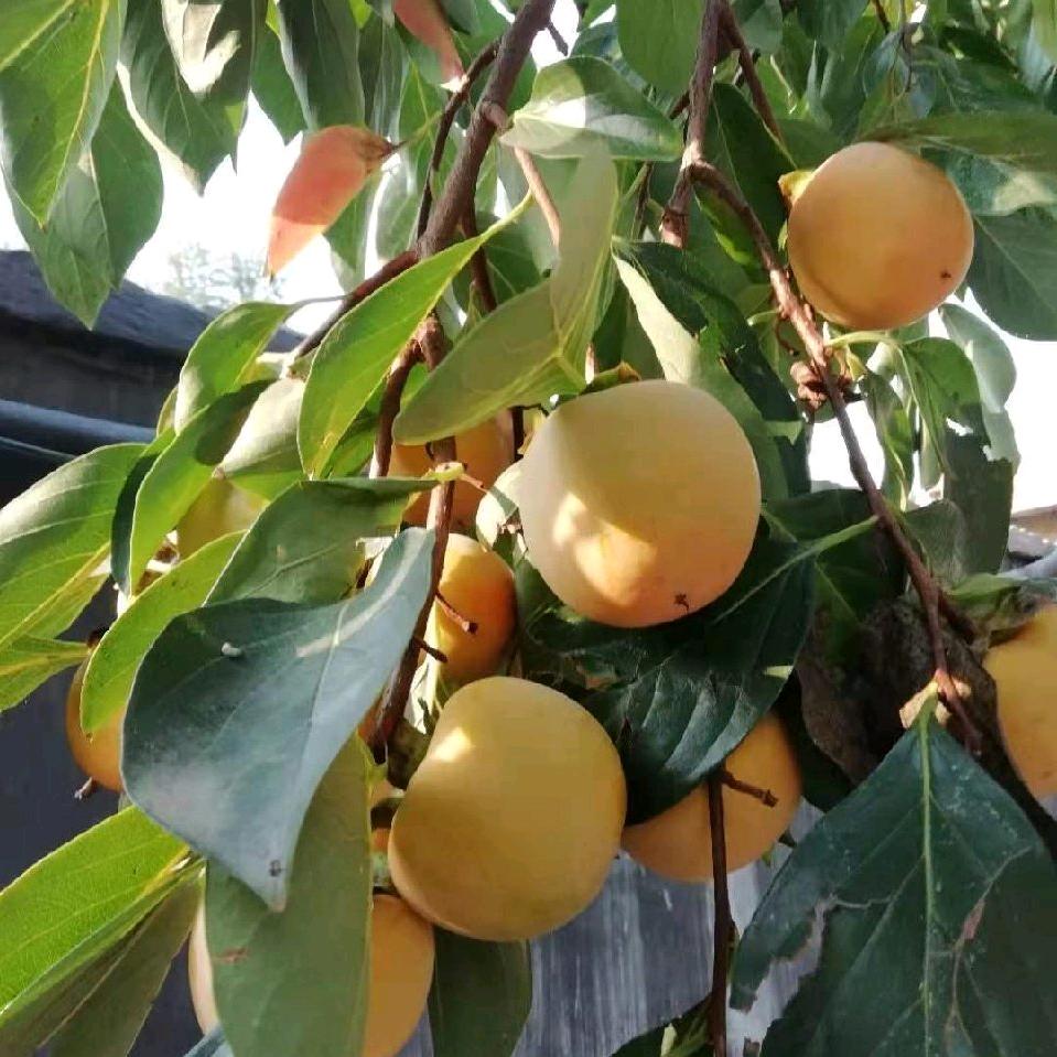 泓森奶奶🧓🧓