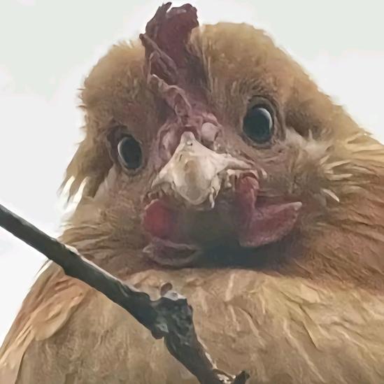 一O优（三角洲行动）