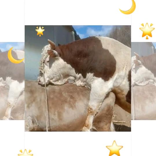 一枪命中👉🏿两枪要命😂