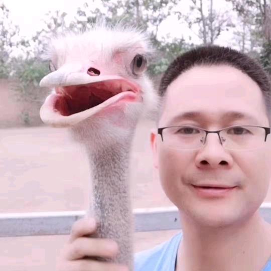 @鸵鸟哥