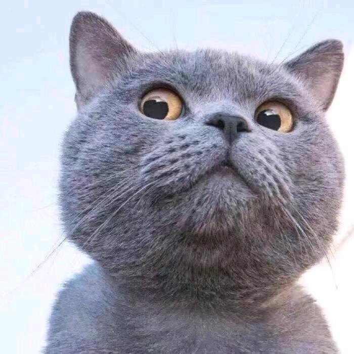 肥猫meme