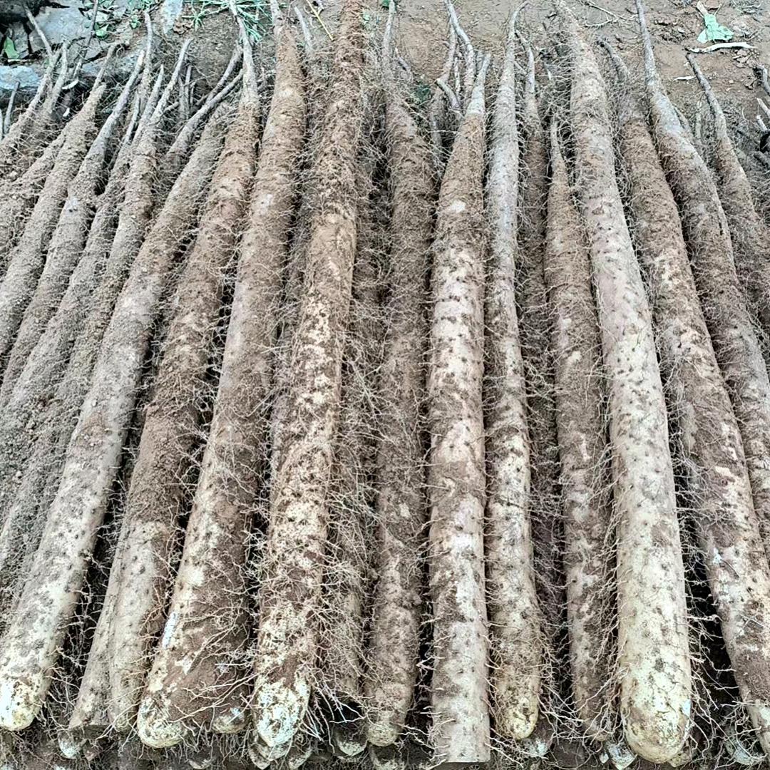 м▂_山西辉煌白玉山药合作社，代收代发