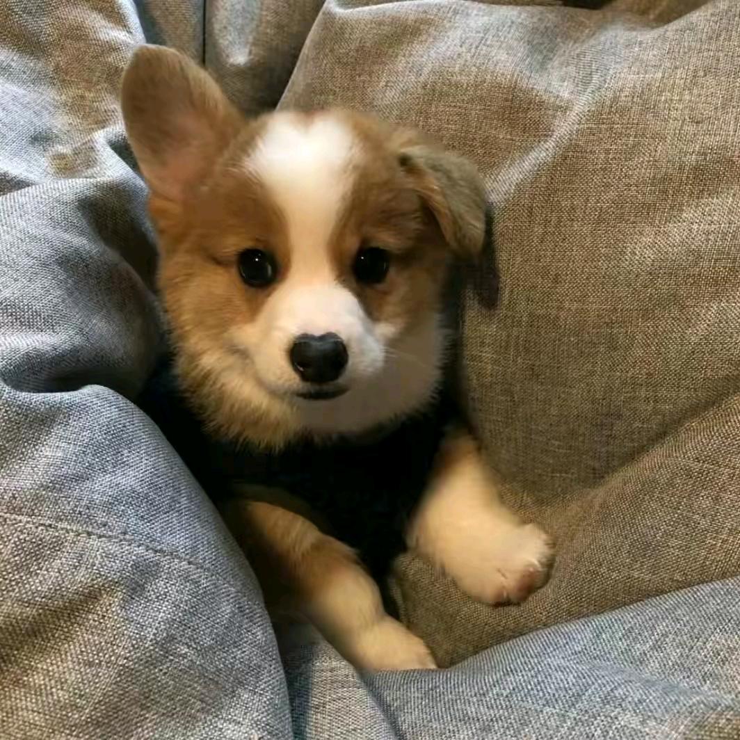 想当幸福小白羊.